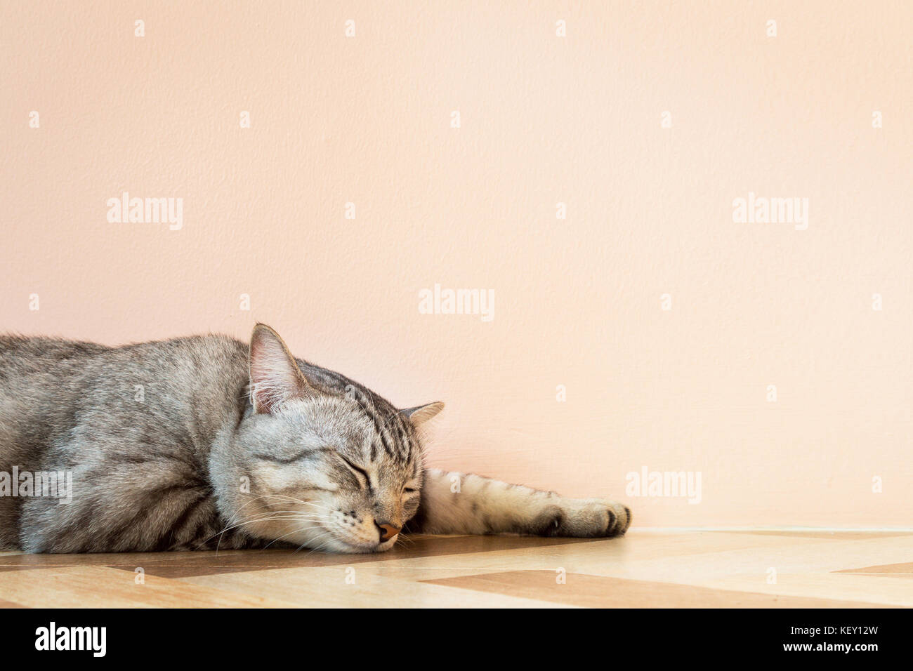 American Shorthair gato durmiendo en el suelo con la pared naranja en la hermosa sala de cine y fotografía de estilo vintage con copyspace. Foto de stock