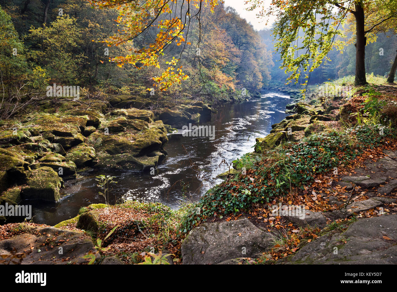 Otoño, Strid Woods y el Río Wharfe, Bolton Abbey, Wharfedale, North Yorkshire Foto de stock