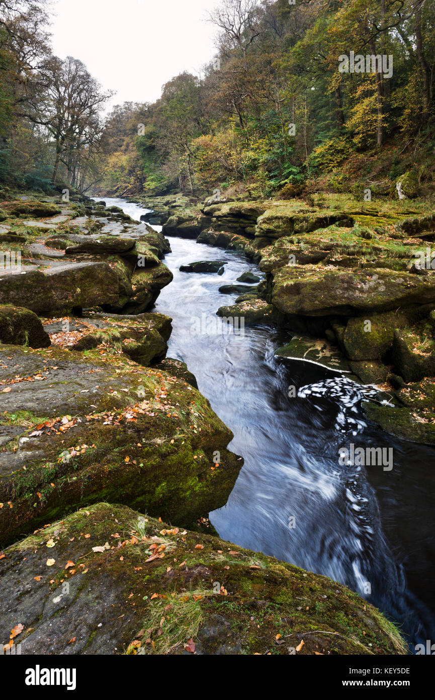 En otoño, el Strid (Río Wharfe), Bolton Abbey, Wharfedale, North Yorkshire Foto de stock