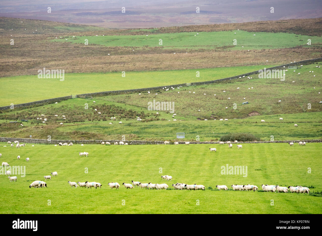 La cría de ovejas en la Northumbrian uplands, Northumberland, Inglaterra, Reino Unido. Foto de stock