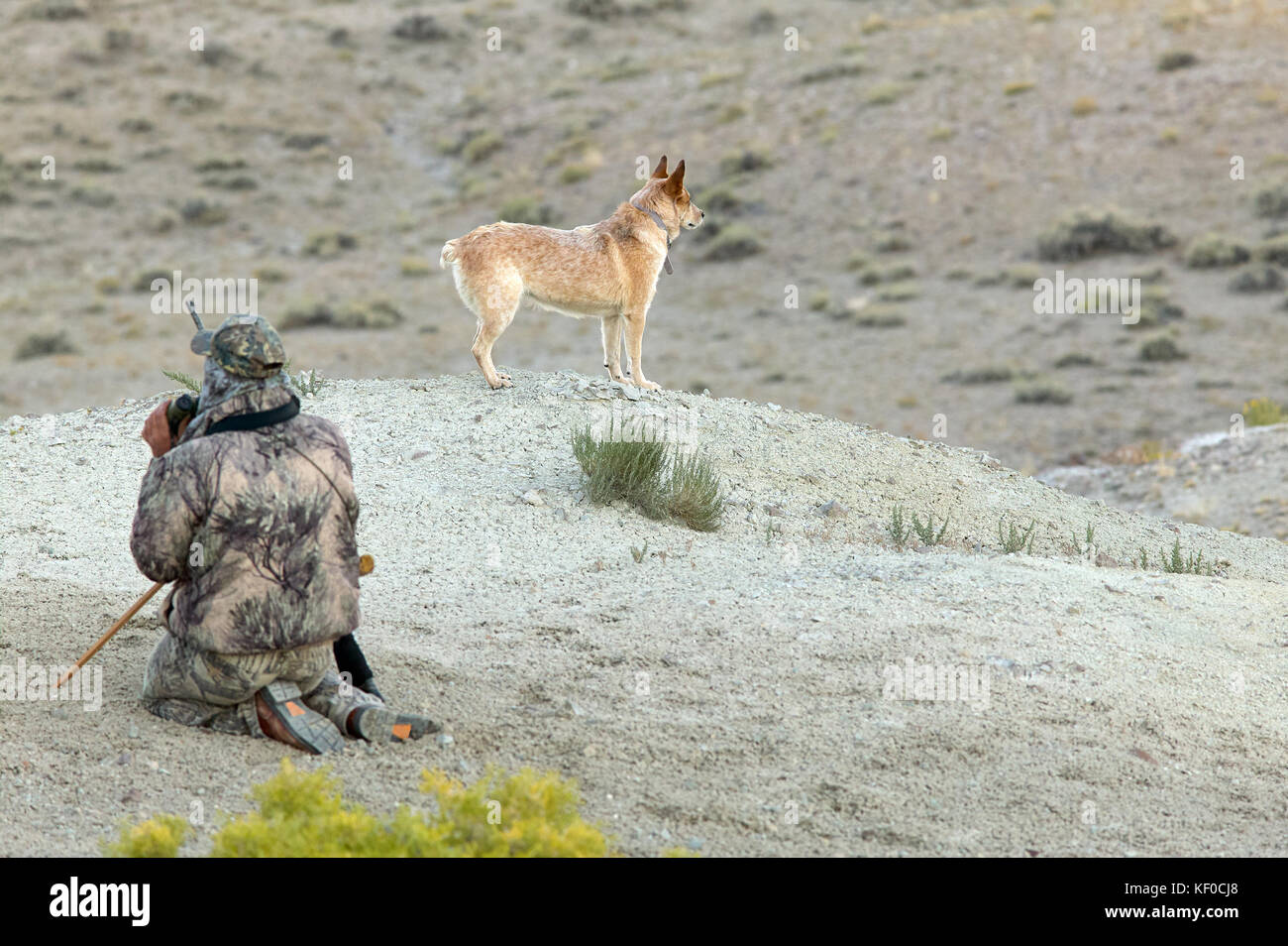 Un coyote camuflado hunter escanea un paisaje desértico de presas junto a  un perro de rastreo de talón rojo mientras cazan en el suroeste de Wyoming  Fotografía de stock - Alamy