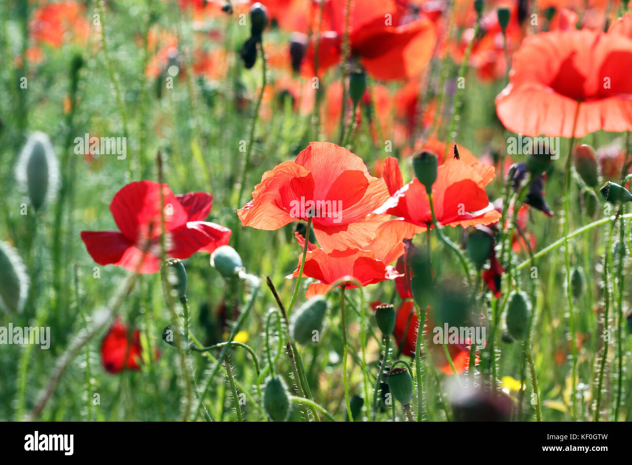 Rojo amapola prado de flores primavera Foto de stock