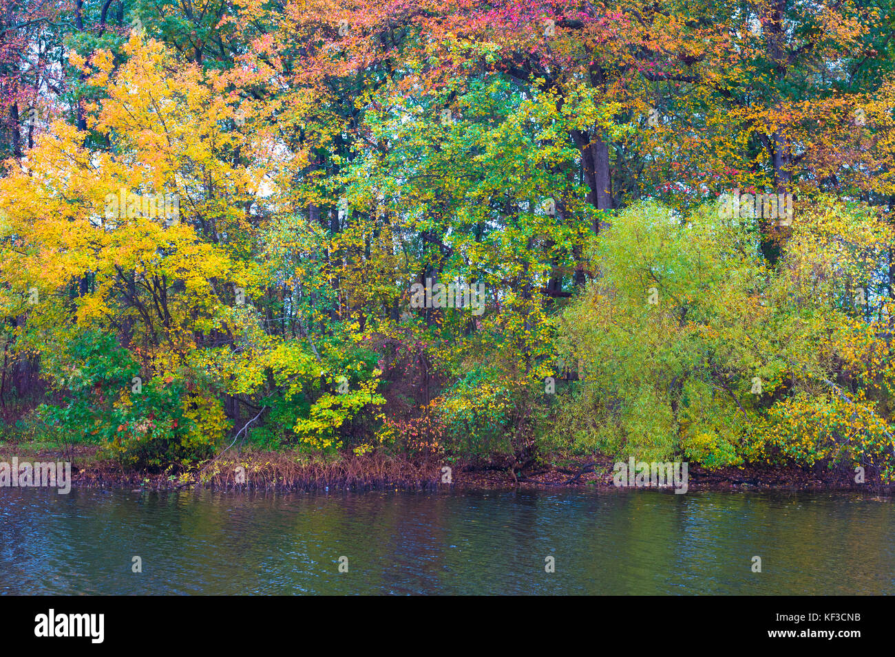 Los árboles con hojas de colores brillantes, giro en otoño están en la orilla de un lago. Foto de stock