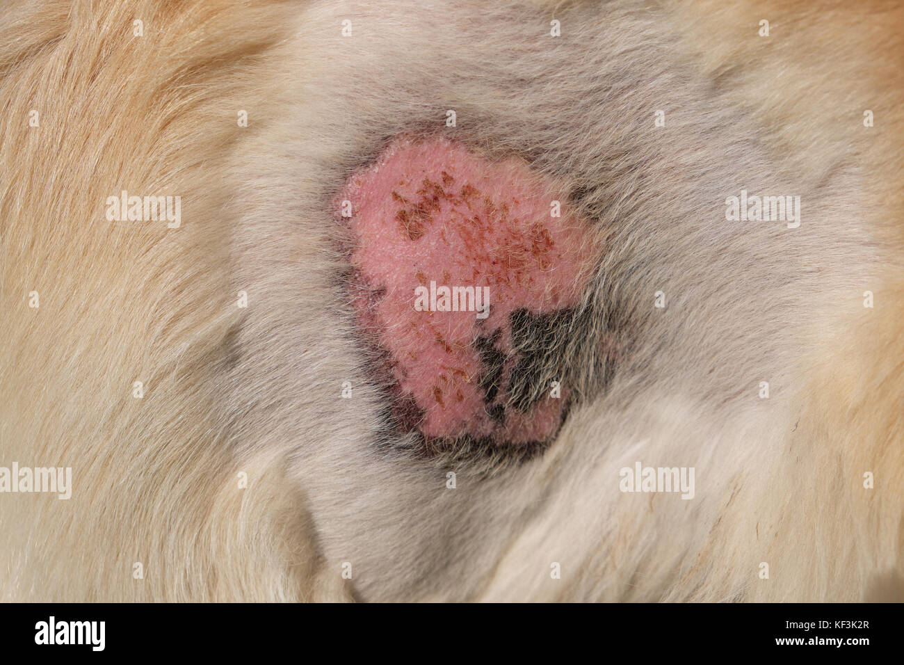 Enfermedad de la piel de perro golden retriever Foto de stock