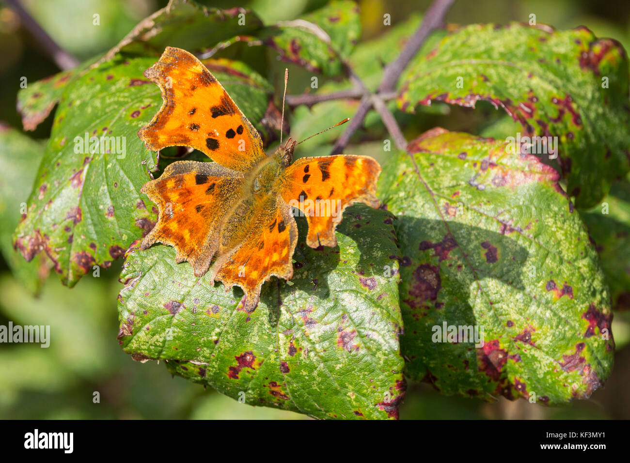 Coma o Polygonia c-album, mariposas en autmn hojas. Apariencia irregular en los bordes de las alas. British especies comunes con naranja alas superiores. Foto de stock
