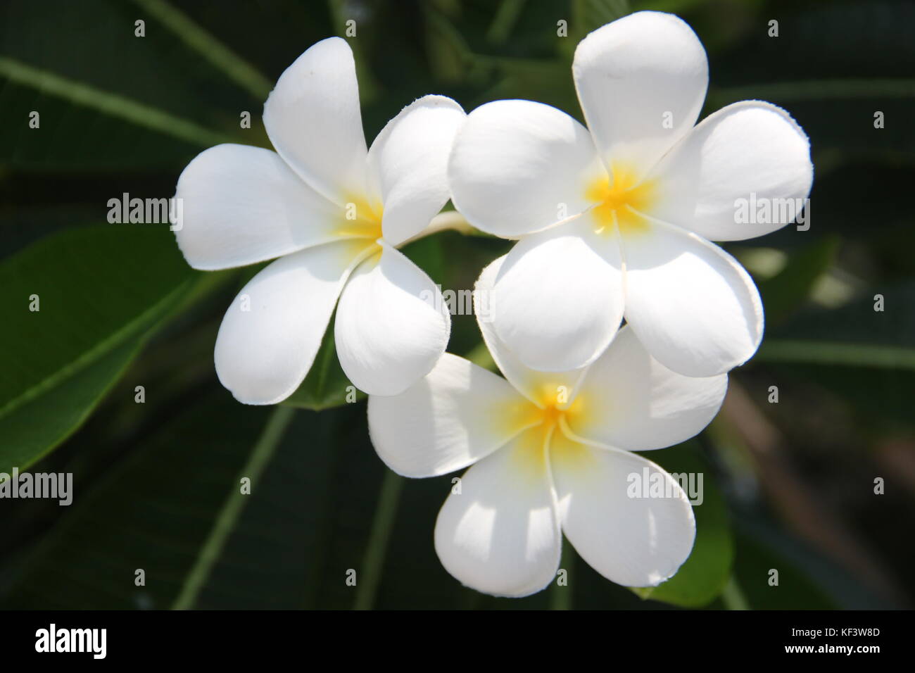 Flores en malediven Foto de stock