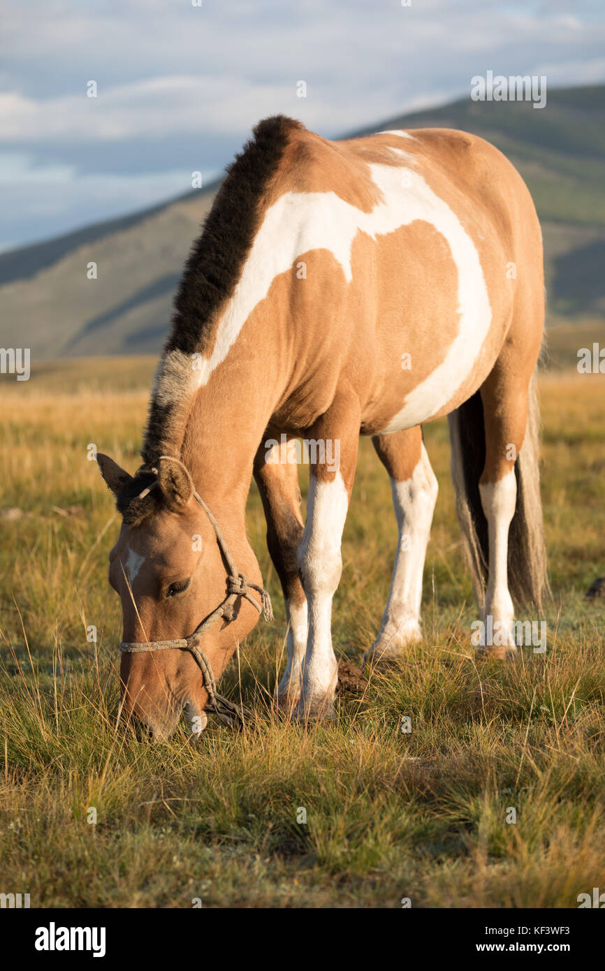 Hermosa pintura de caballos mongoles durante una puesta de sol. Khuvsgol, Mongolia. Foto de stock