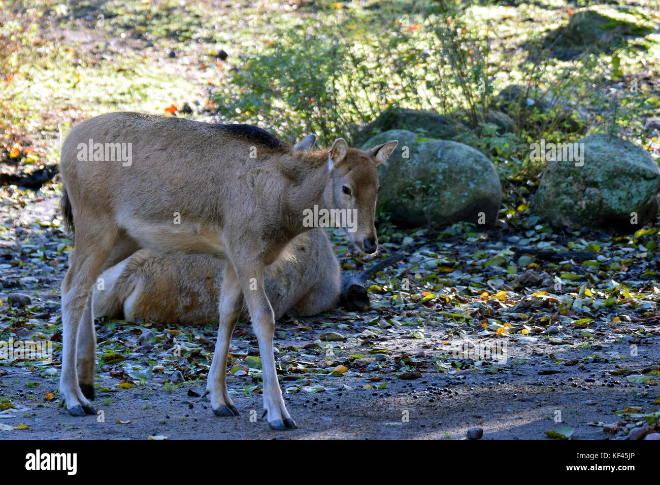 Milu (Elaphurus davidianus), también conocido como père david deer Foto de stock