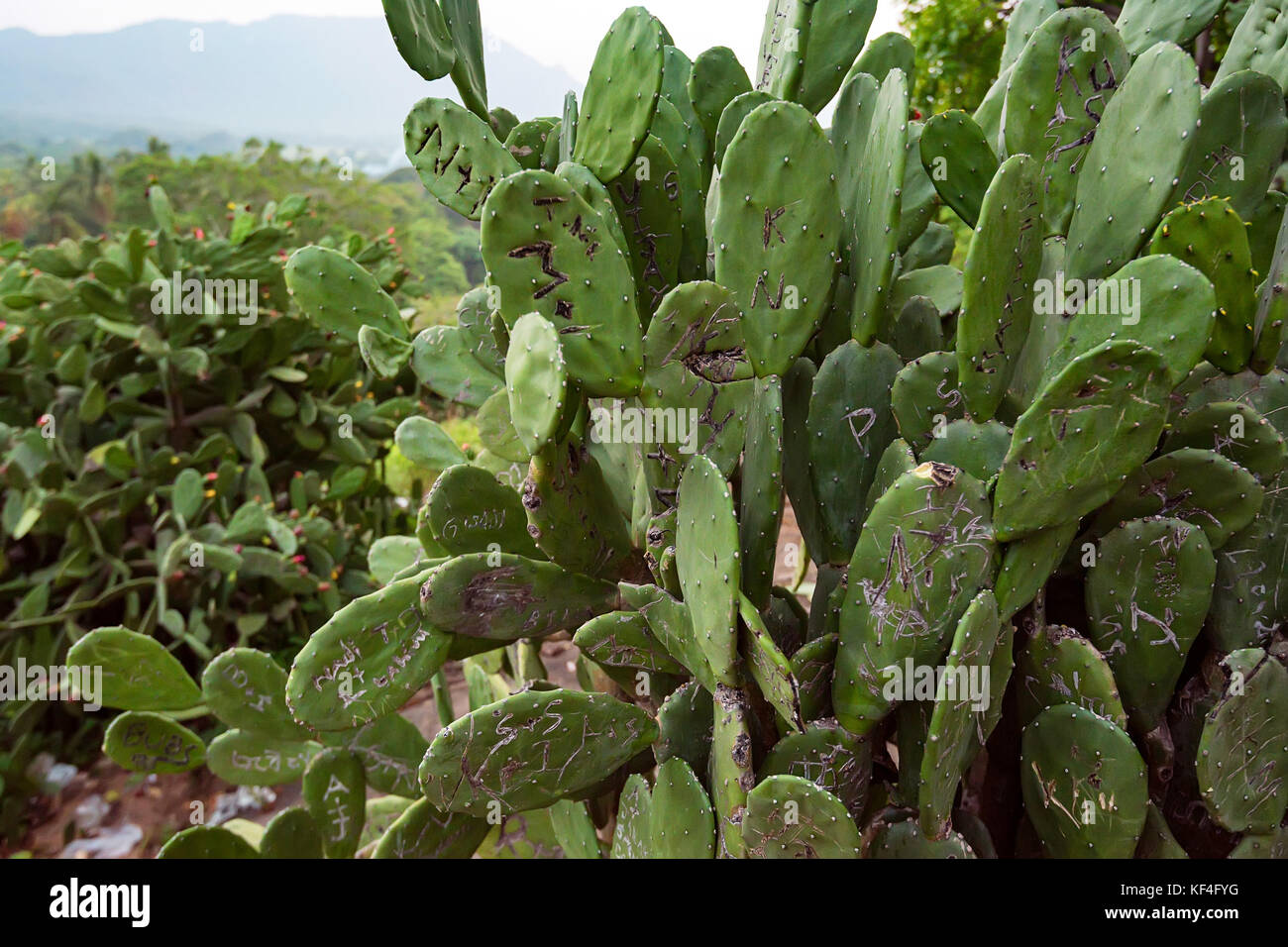 Cactus del género Opuntia Foto de stock