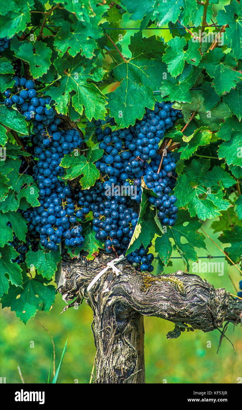 Francia, Gironde, AOC fronsac viña, cepa de racimos de uva negra y hojas Fotografía de stock Alamy