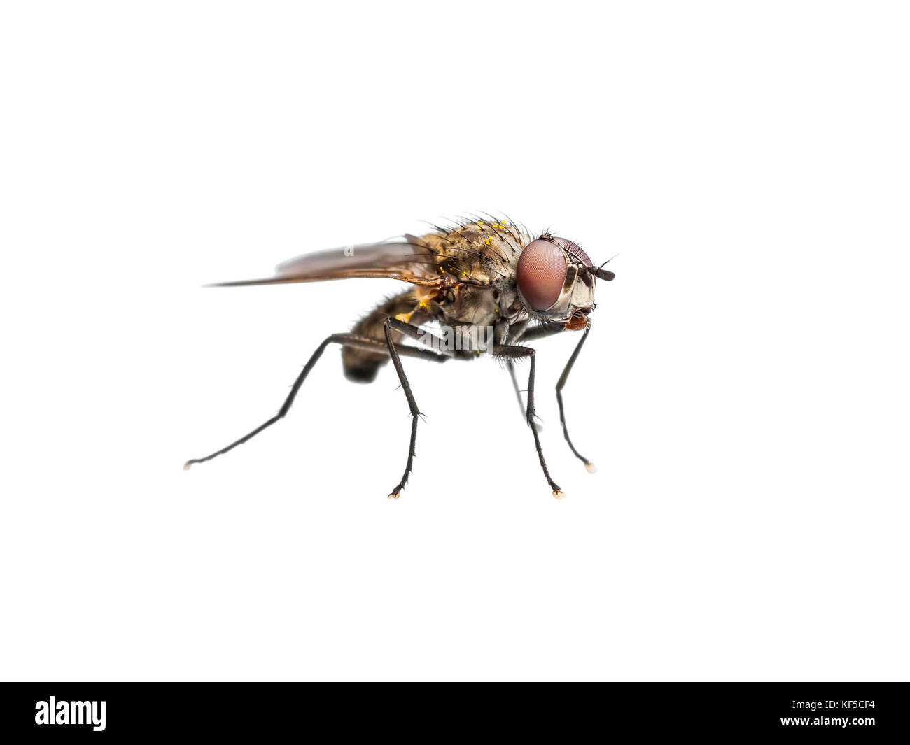 Feo mosca Drosophila diptera insecto aislado en blanco Foto de stock