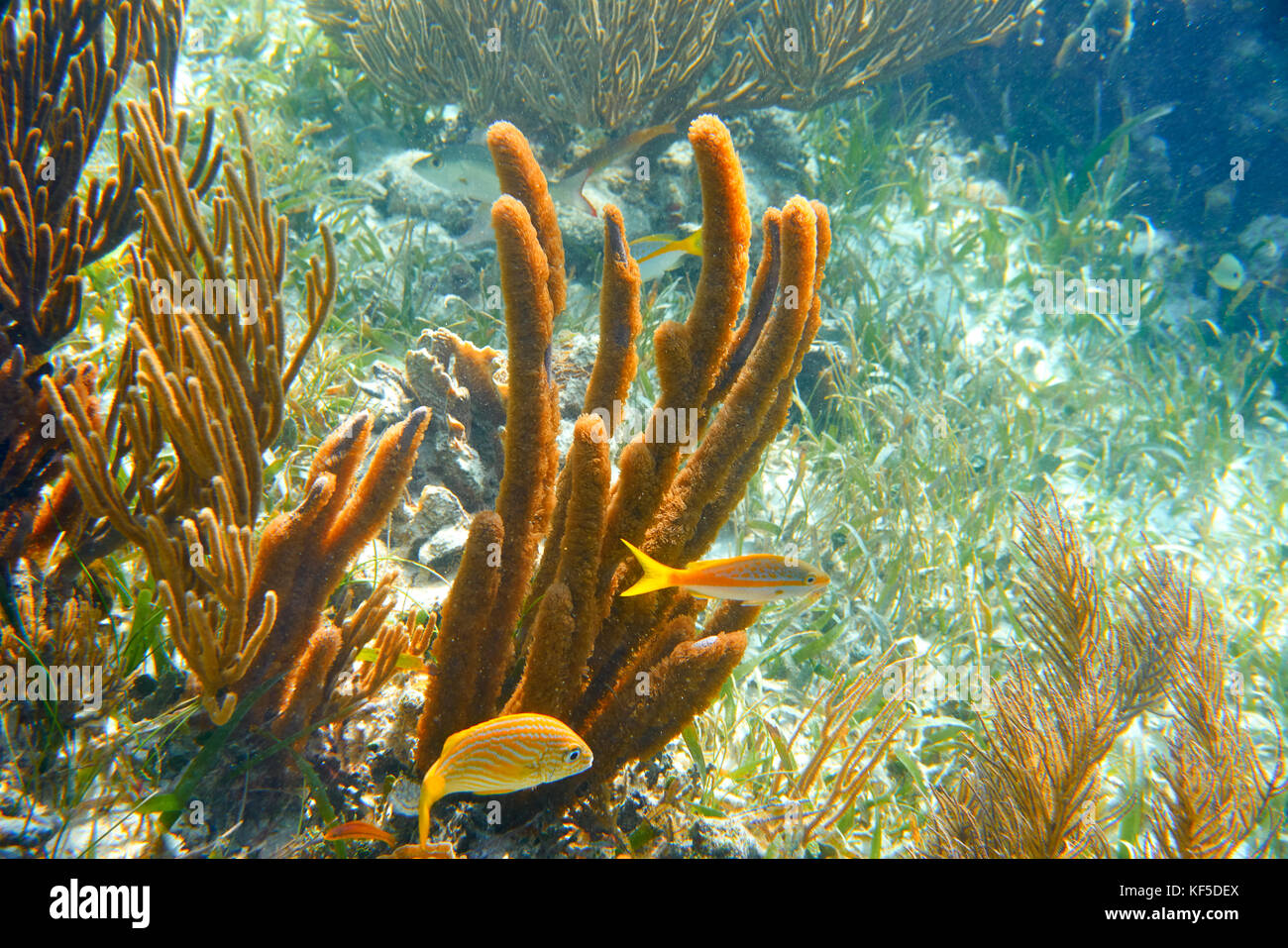 Barrera Mesoamericana gran arrecife coralino maya en la riviera maya