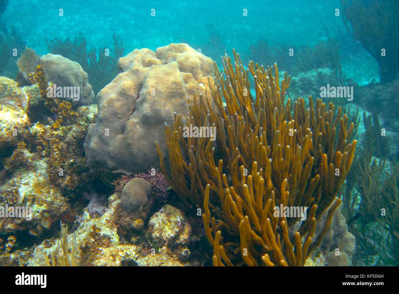 Barrera Mesoamericana gran arrecife coralino maya en la riviera maya