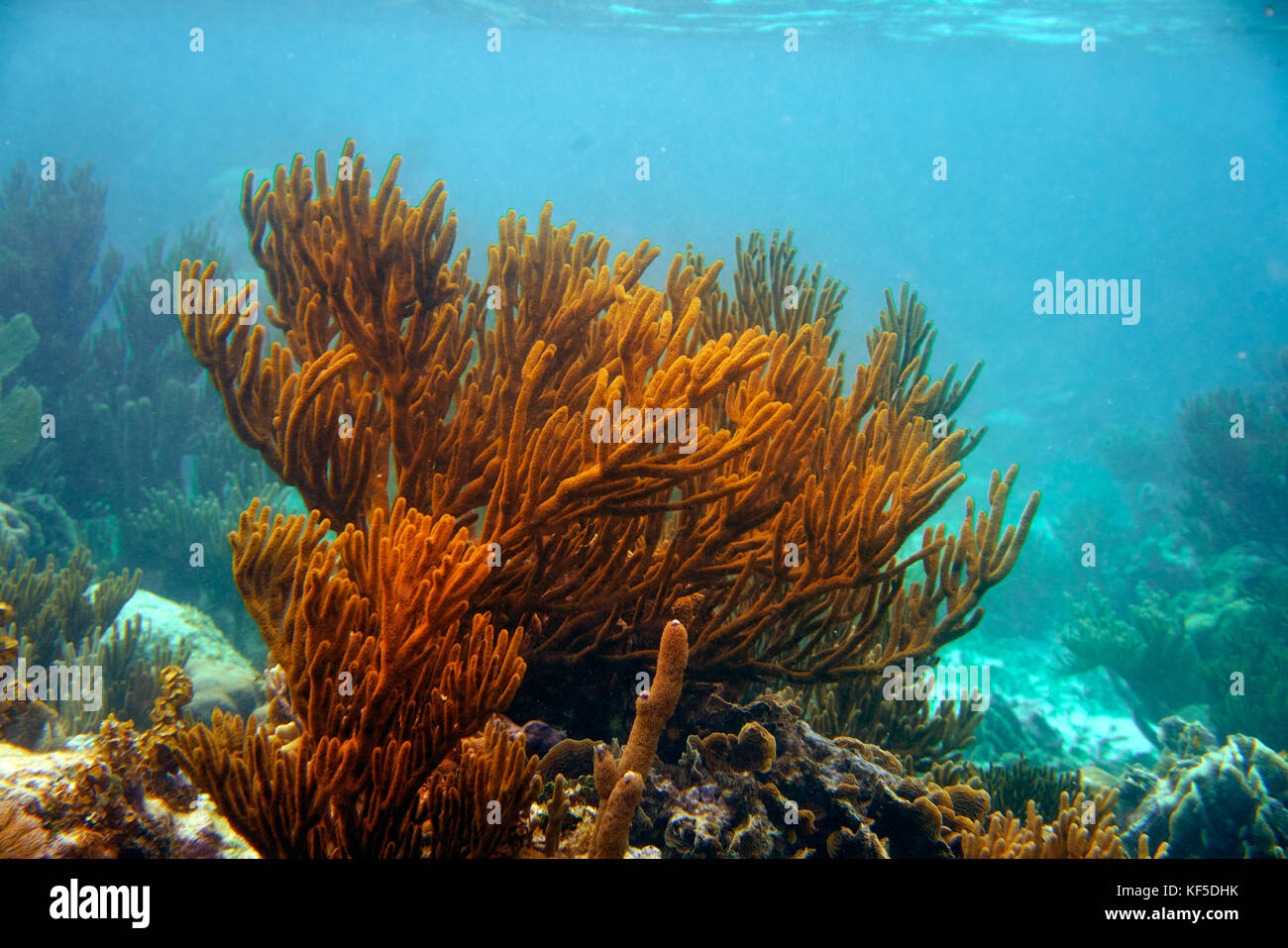 Barrera Mesoamericana gran arrecife coralino maya en la riviera maya