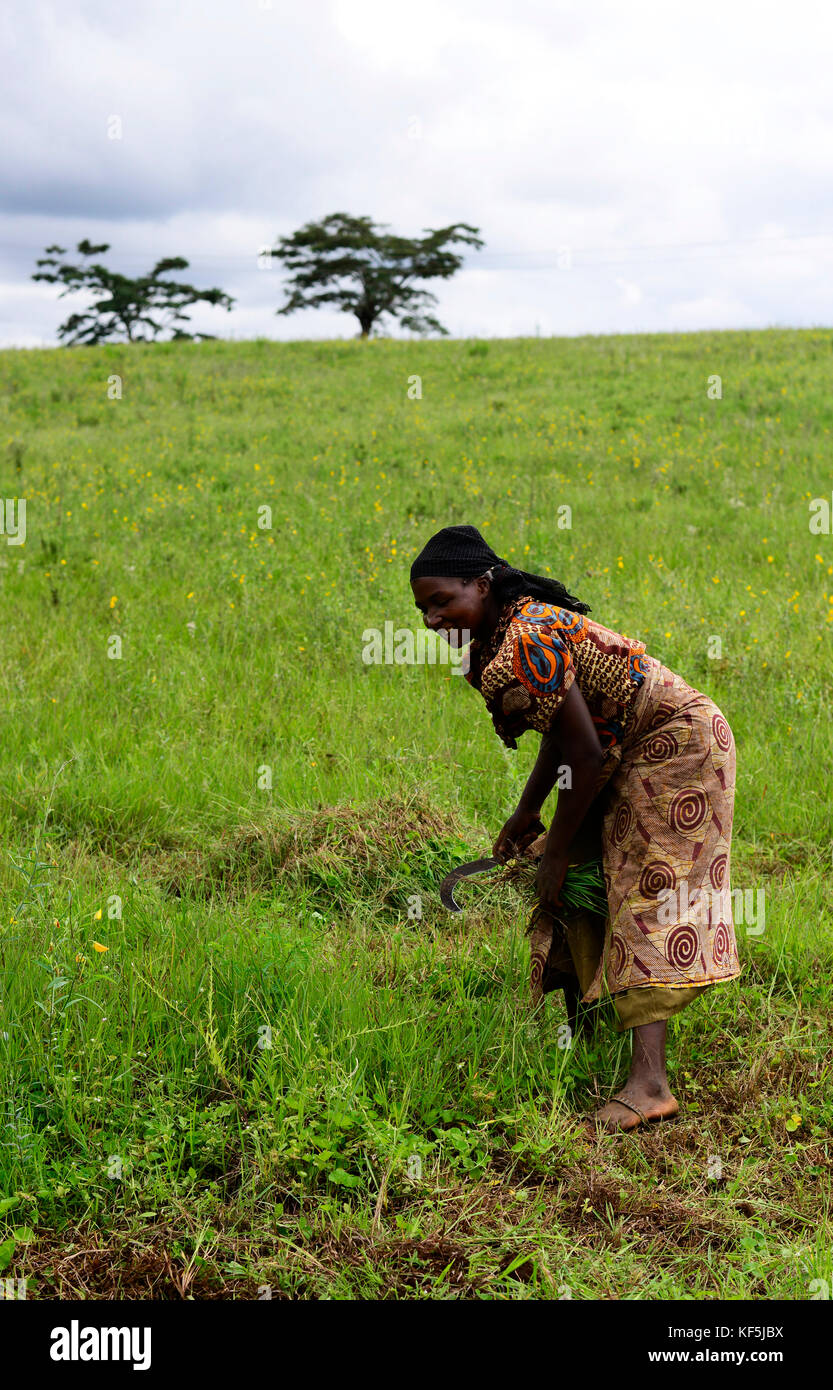 Cutting grass africa fotografías e imágenes de alta resolución foto imagen