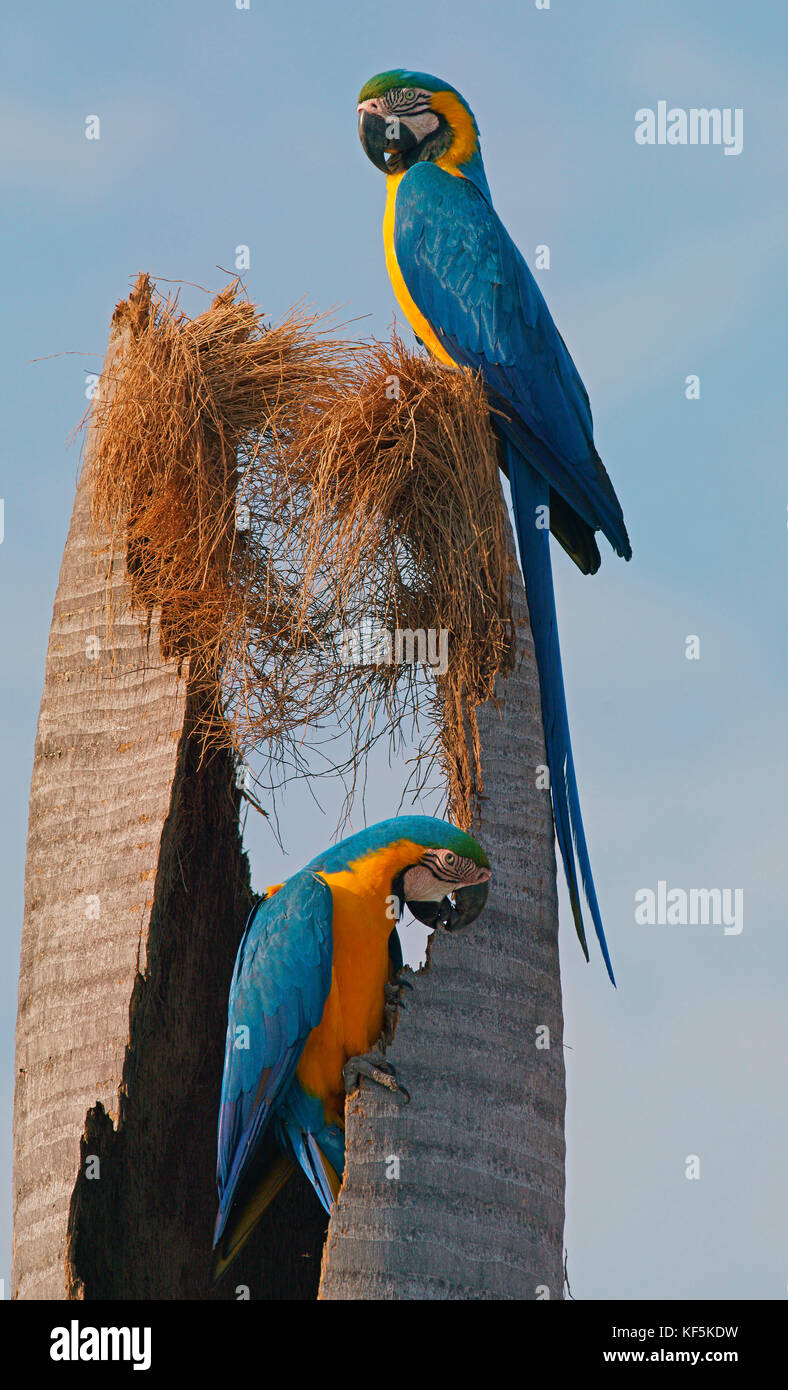 Guacamayos azul y amarillo (Ara ararauna) en el tronco de una palmera  muerta, el Pantanal, Brasil Fotografía de stock - Alamy