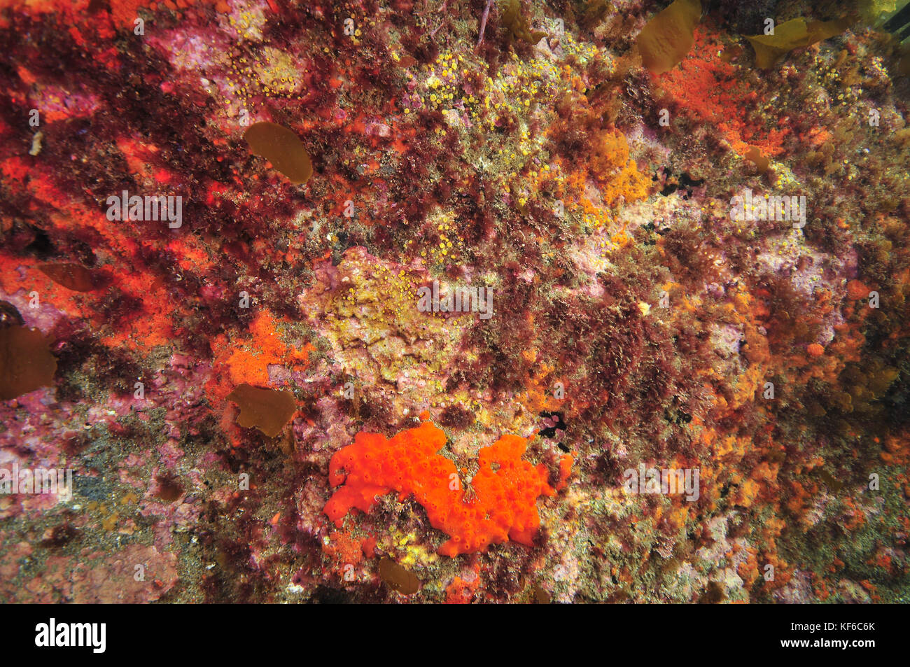 Pared de arrecife rocoso cubierto con coloridos invertebrados y algas incrustantes rosa. Foto de stock