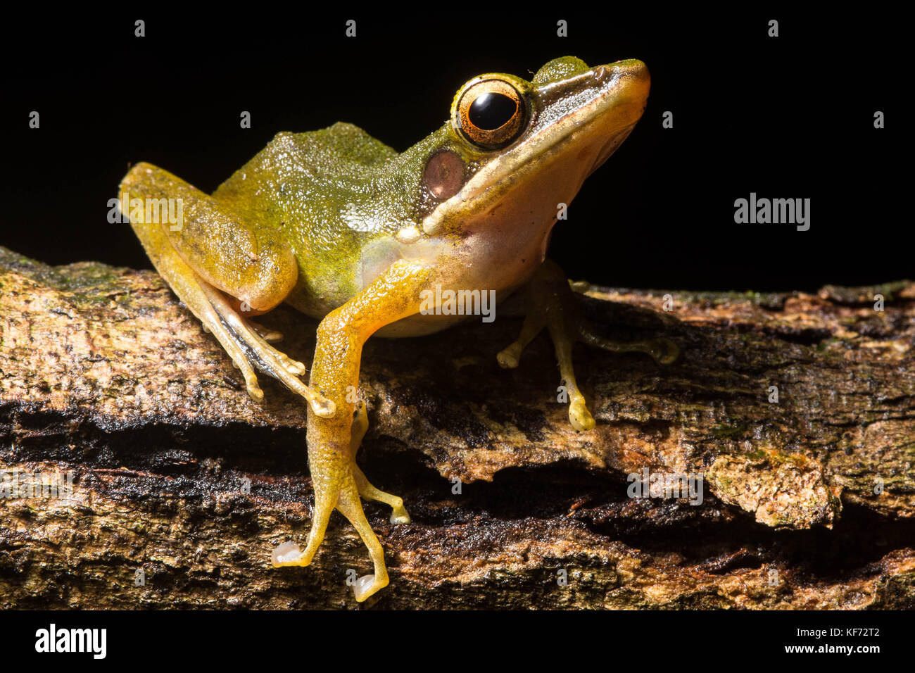 Chalcorana raniceps, también conocida como la rana de labios blancos es una rana común de Borneo. Foto de stock