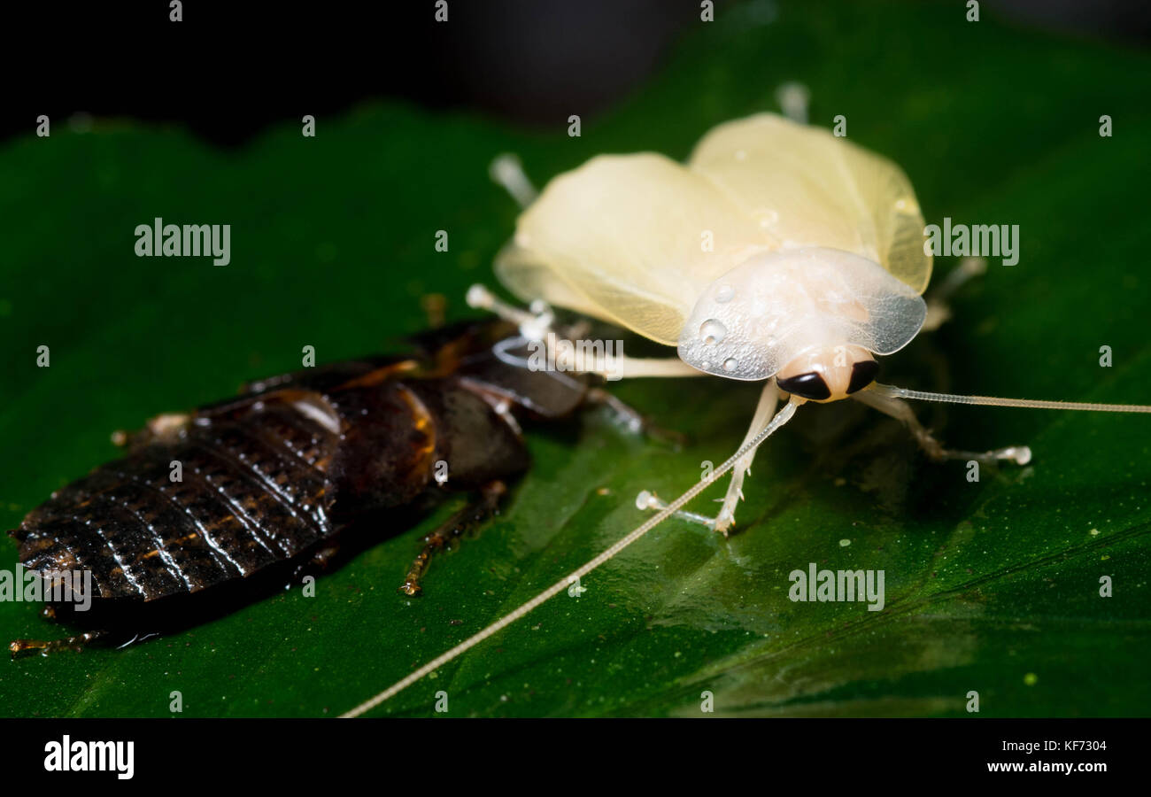 Una cucaracha de Borneo acaba de arrojar su outerskeleton y todavía es el secado. Foto de stock