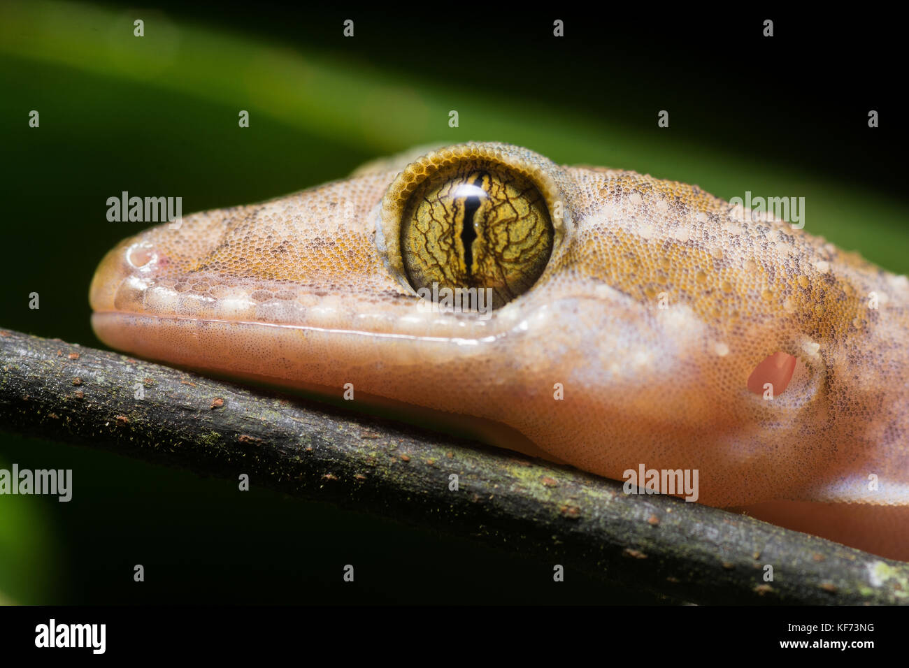 Un retrato de una puntera doblada gecko (Cyrtodactylus especies) de la selva en Sabah, Malasia. Foto de stock