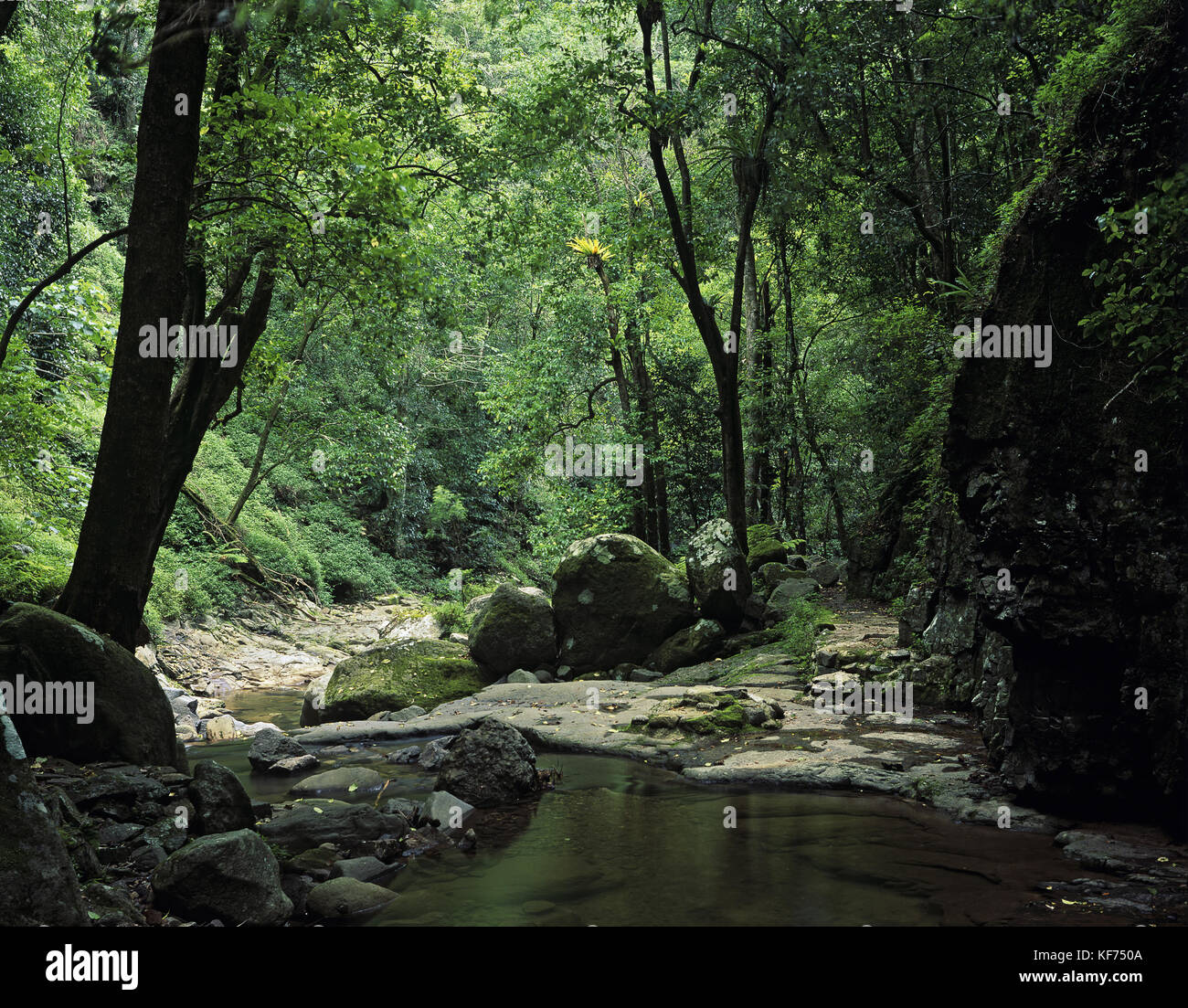 Bosque pluvial subtropical, Bosque pluvial de Minnamurra, Parque