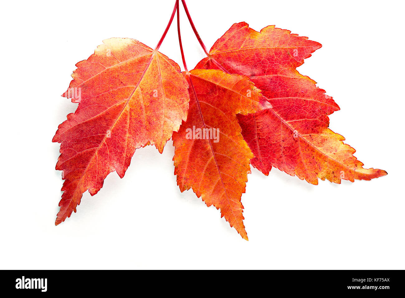 Tres hojas de arce en otoño rojo sobre fondo blanco aisladas. vista desde arriba. cerca. Foto de stock