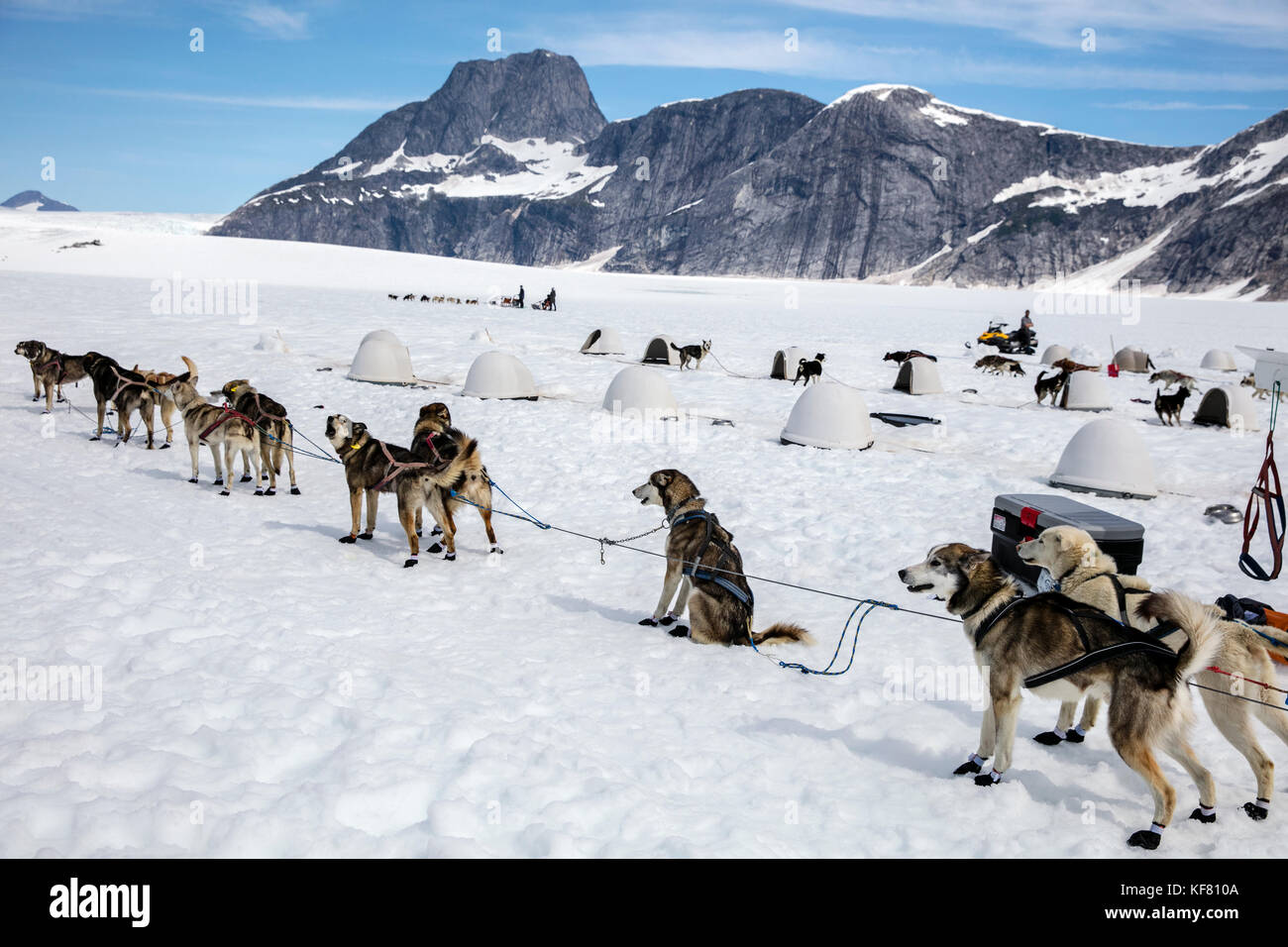 Juneau, Alaska, EE.UU., los perros se preparan para su tour, excursión de  trineos de perros en helicóptero vuela por encima de la taku glaciar hasta  el campamento de perro guardián helimush mou