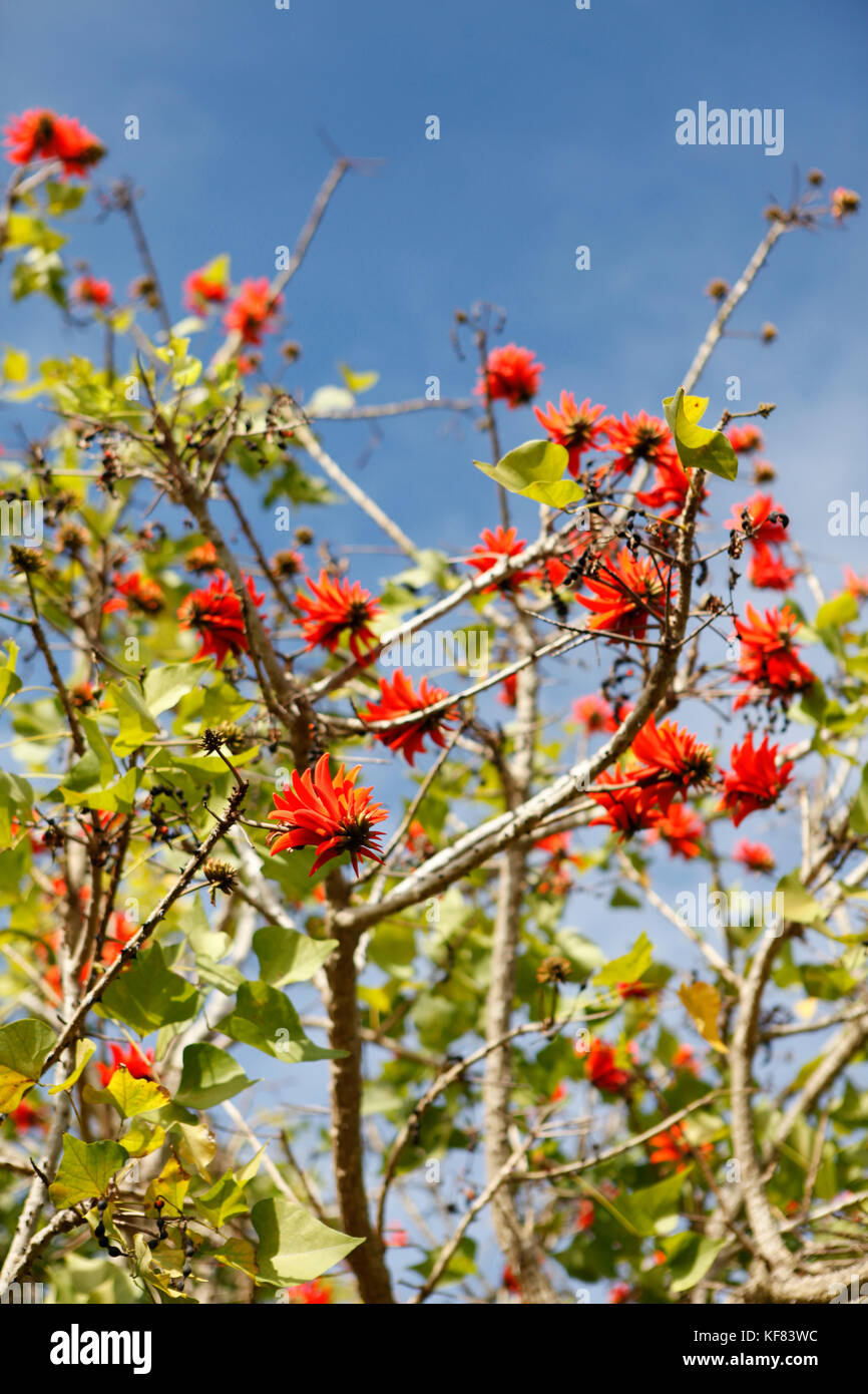 Isla de Pascua, Chile, isla de pascua, rapa nui, el ceibo, árbol que florece  bellas flores rojas Fotografía de stock - Alamy