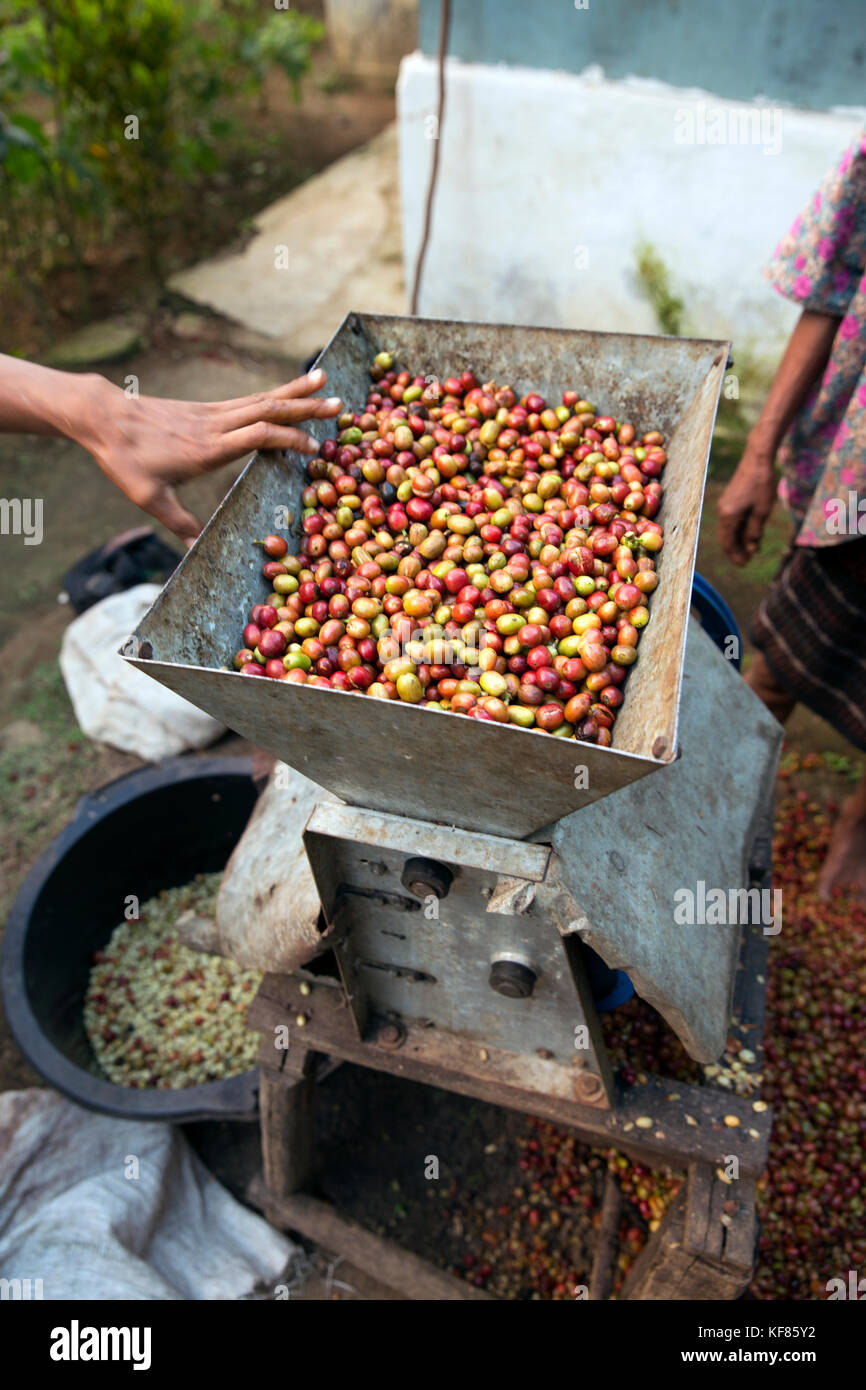 Indonesia, flores, granos de café en una máquina de moler que quita la  cáscara exterior Fotografía de stock - Alamy