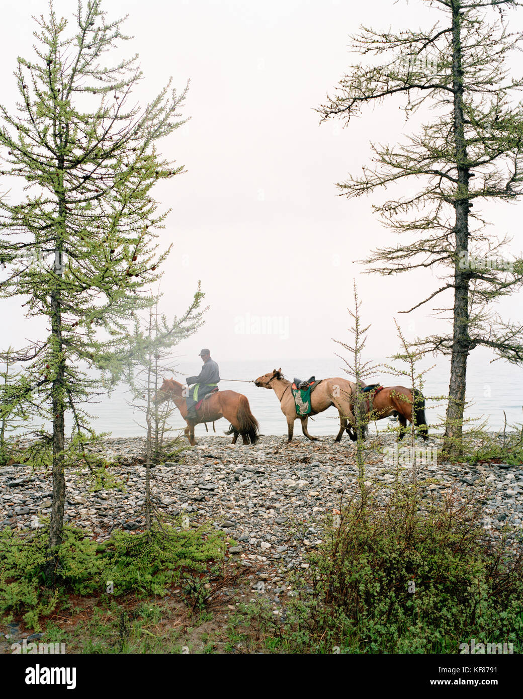 Mongolia, el lago khuvsgul, mongol montando a caballo entre los árboles y el lago, toilogt ger camp Foto de stock
