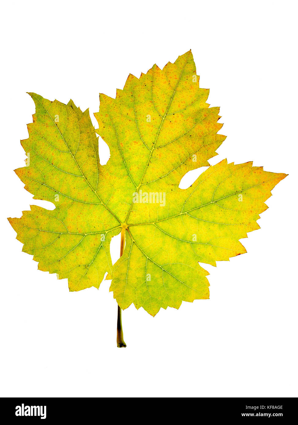 Detalle de la estructura de un amarillamiento de hojas de vid, cosecha en otoño Foto de stock