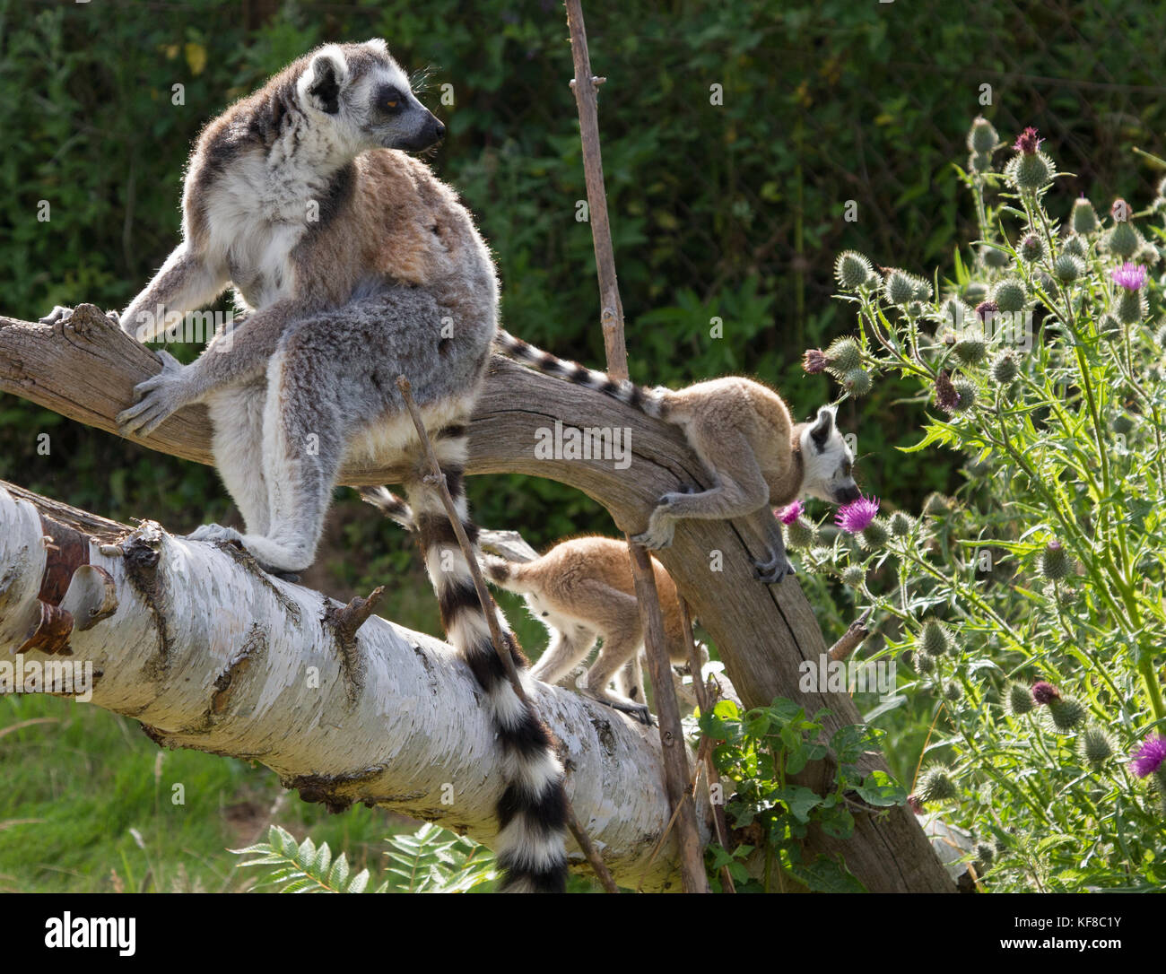 Ring-Tailed Lemur Lemur catta (familiar) en 'Wild Place' Bristol UK Foto de stock