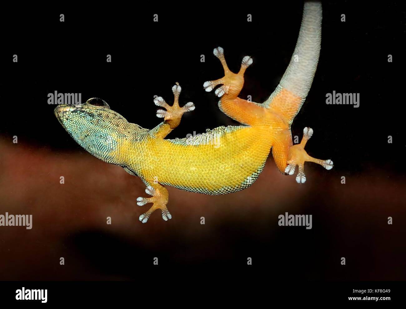 Geco enano turquesa de Tanzanía o William's dwarf gecko (Lygodactylus williamsi ) aferrarse al vidrio. A.k.a. Azul eléctrico Gecko Foto de stock