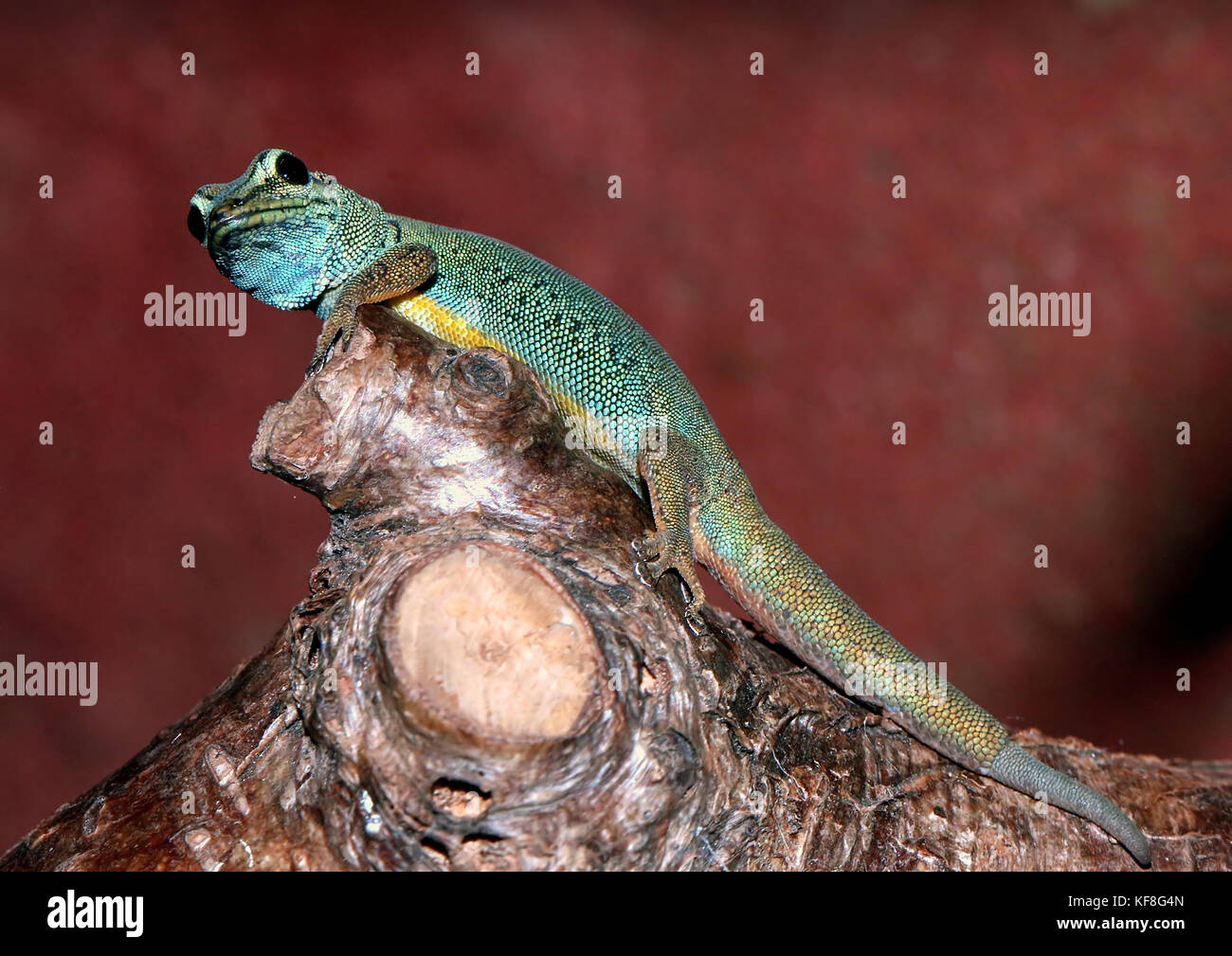 Turquesa de Tanzania Dwarf Gecko o el gecko enano de William (Lygodactylus williamsi), también Gecko azul eléctrico Foto de stock