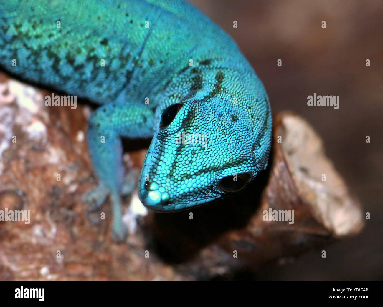 Cierre de la cabeza de un Turquoise de Tanzania Dwarf Gecko o el enano gecko de William (Lygodactylus williamsi), también Gecko Azul eléctrico Foto de stock