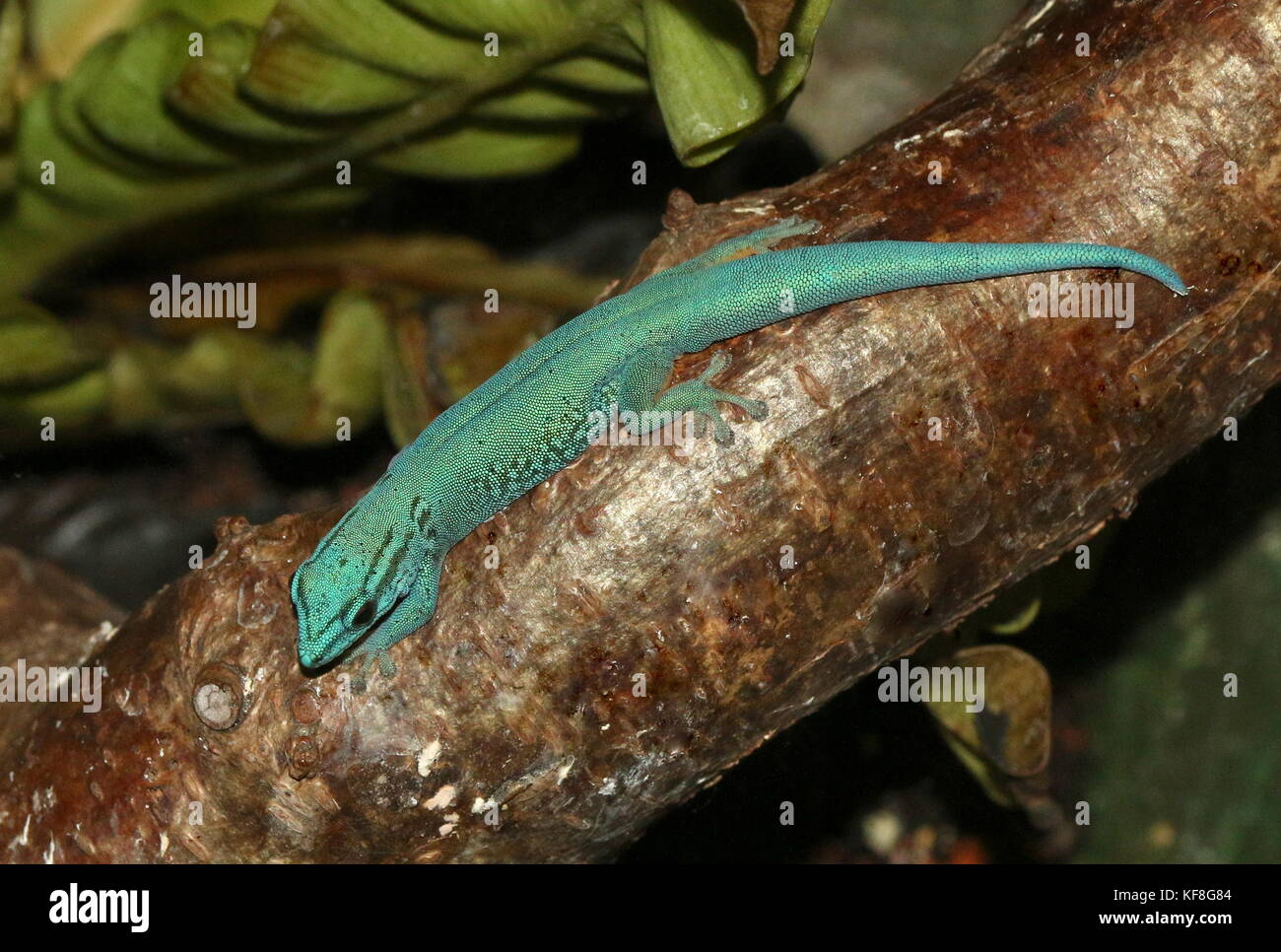 Turquesa de Tanzania Dwarf Gecko o el gecko enano de William (Lygodactylus williamsi), también Gecko azul eléctrico Foto de stock