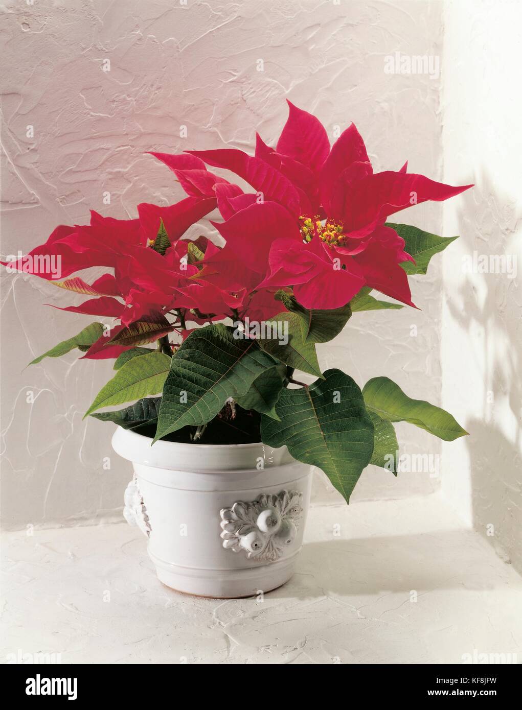 Las plantas de interior, estrella de navidad (Euphorbia pulcherrima poinsettia pulcherrima o) euphorbiaceae floración de invierno Foto de stock