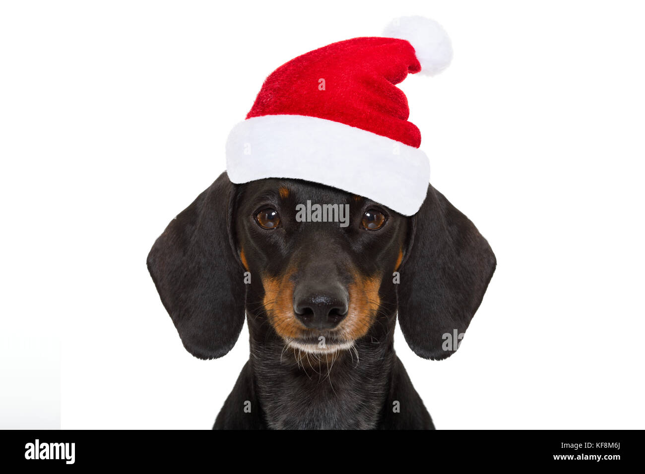Gracioso teckel salchicha perro santa claus en vestidos de rojo holiday hat, aislado sobre fondo Fotografía de stock Alamy