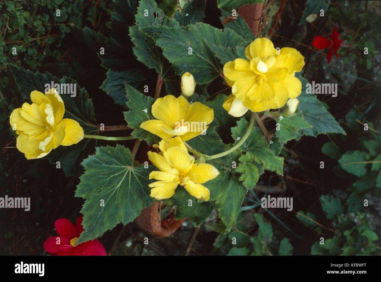 La botánica, begoniacee, begonia (Begonia x tuberhybrida) Foto de stock