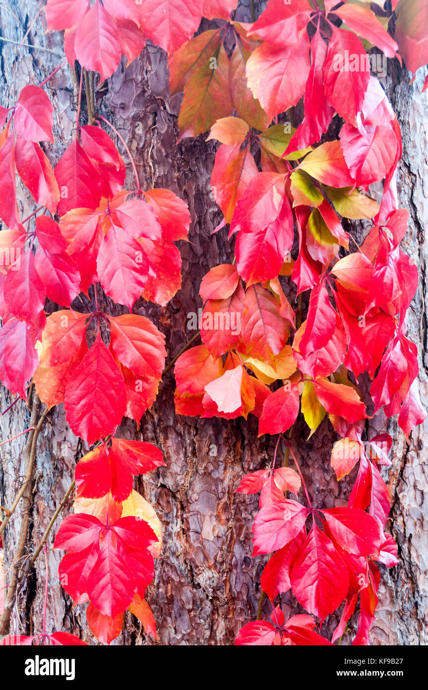 Virginia reductor, Parthenocissus quinquefolia pared roja 'Troki' crecen en el tronco de un pino negro,Pinus nigra, laricio Foto de stock
