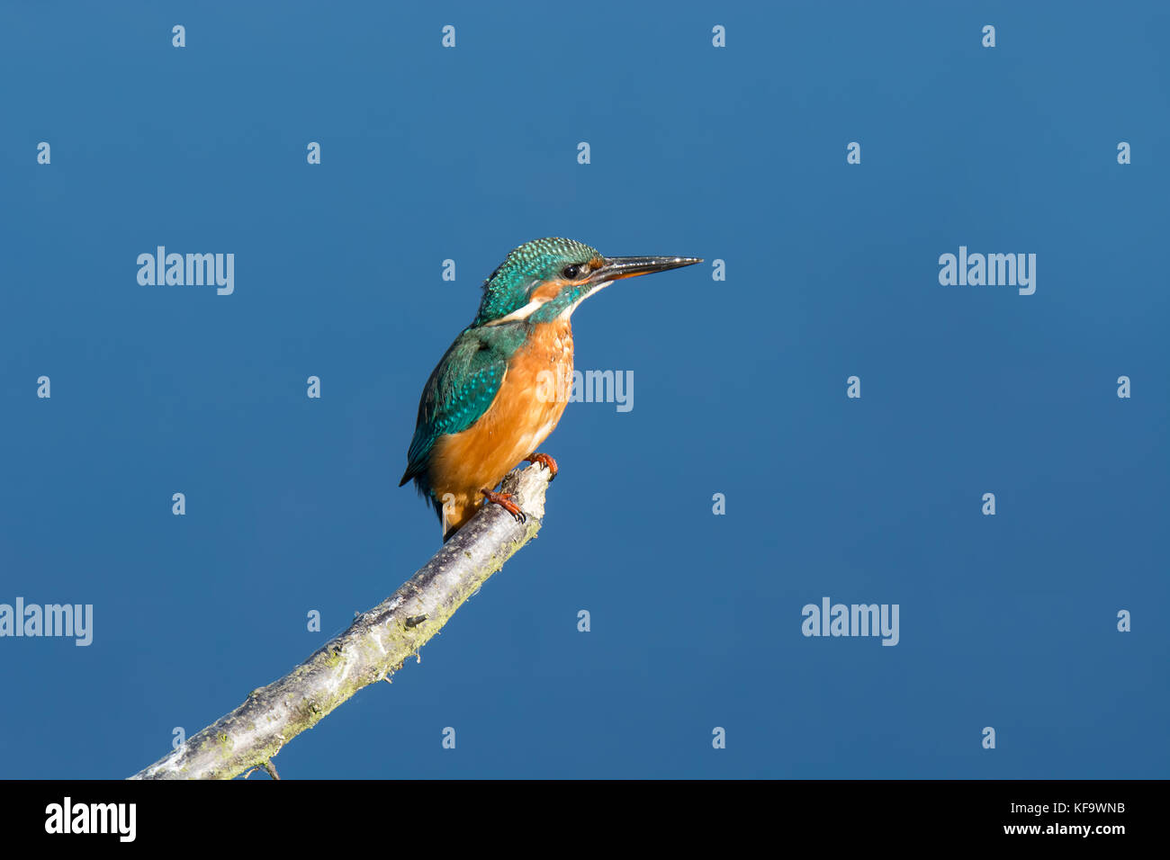 Kingfisher posado sobre una rama con un cielo azul claro de Stodmarsh reserva natural. Foto de stock