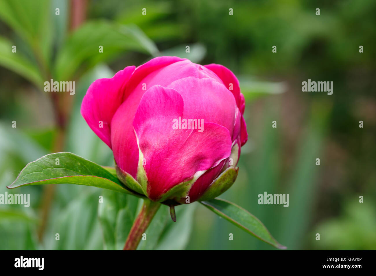 Peonías burdeos fotografías e imágenes de alta resolución - Alamy
