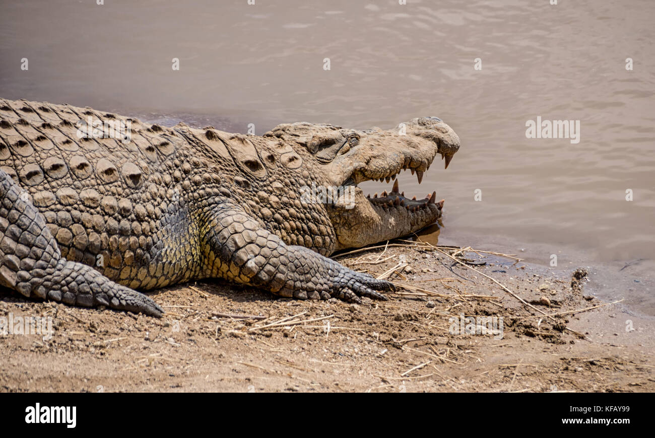 Cocodrilo en la arena fotografías e imágenes de alta resolución - Página 6  - Alamy