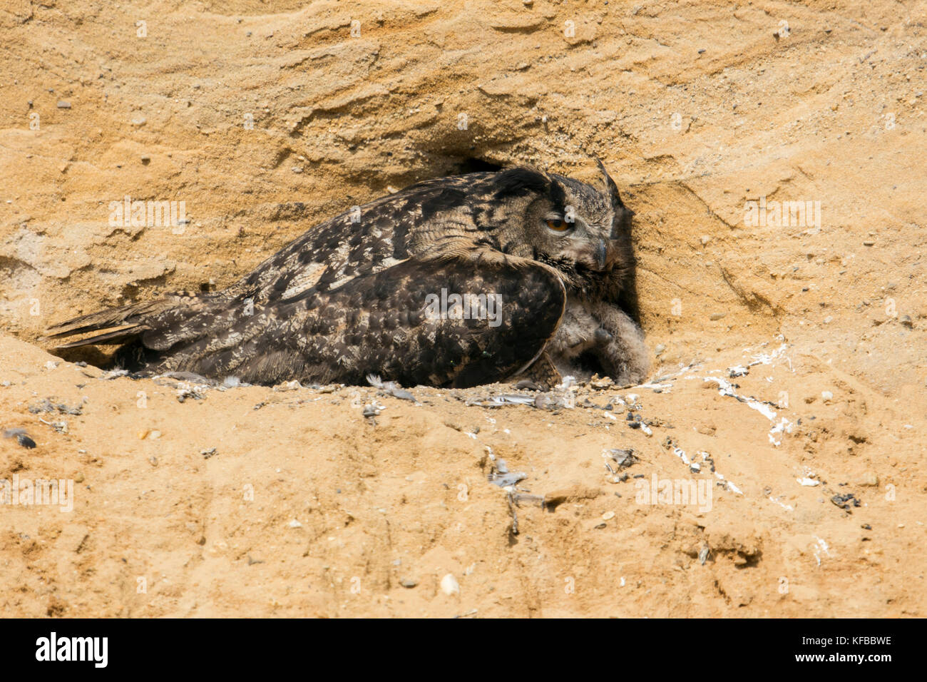 Búho de Águila / Uhu ( bubo bubo ) en su sitio de cría, adulto, cría, recolección de polluelos, en un pozo de arena, vida silvestre, Europa. Foto de stock