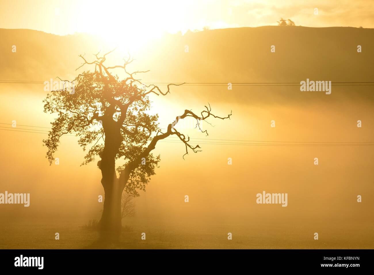 Severn valley Powys, Gales, Reino Unido. viernes 27 oct 2017 El clima del Reino Unido: un glorioso sol sobre un árbol solitario en una mañana brumosa en el severn Valley, justo fuera de Newtown en Powys, Gales crédito: Keith morris/alamy live news Foto de stock