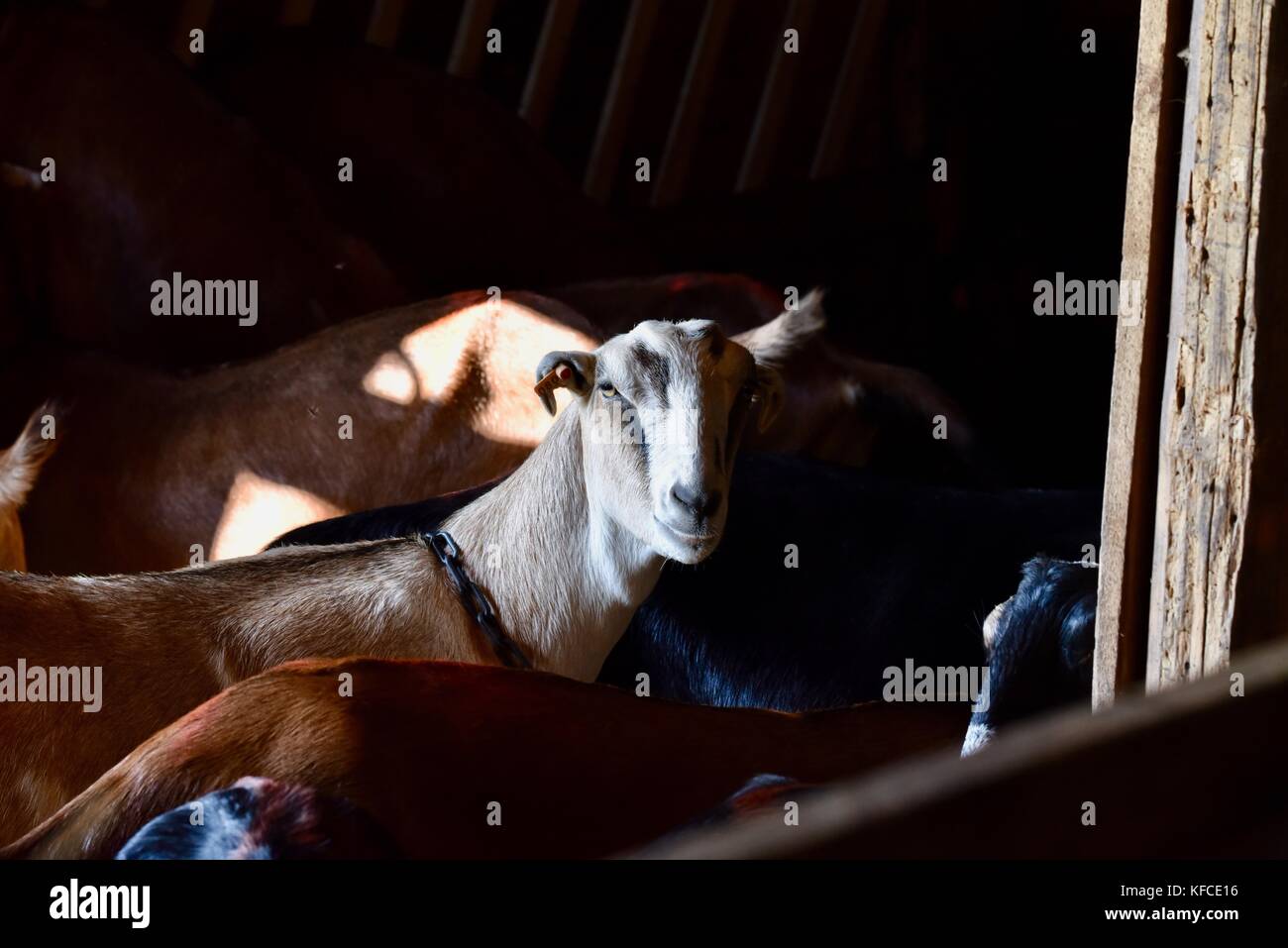 Cabra lamancha asomándose por el post en el granero en la granja que suministra leche a door county creamery en Door County comunidad de SISTER Bay, Wisconsin, Estados Unidos. Foto de stock