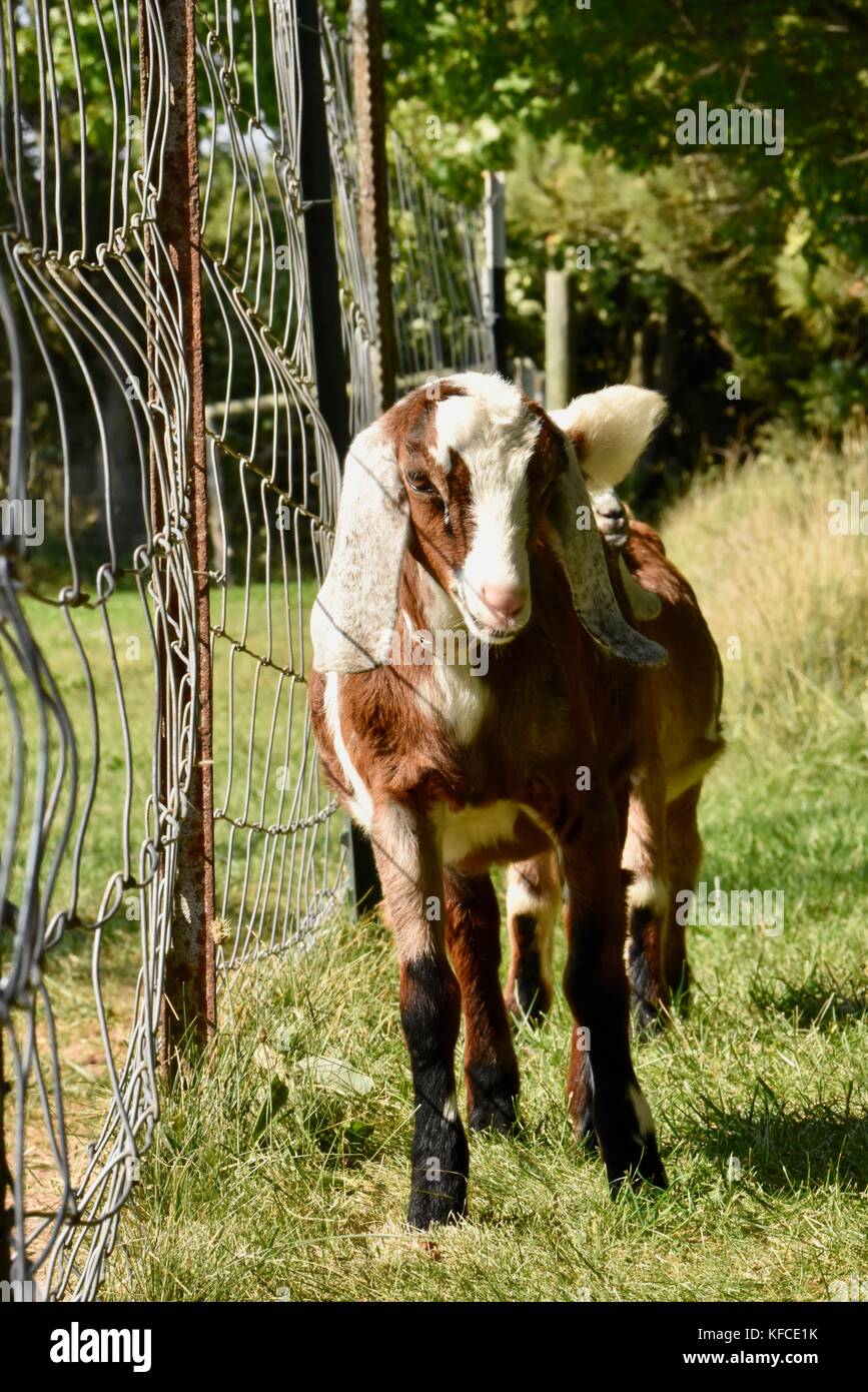 Las cabras domesticadas caminando cerca en la granja que suministra leche a Door County Creamery en Door County comunidad de Sister Bay, Wisconsin, Estados Unidos. Foto de stock