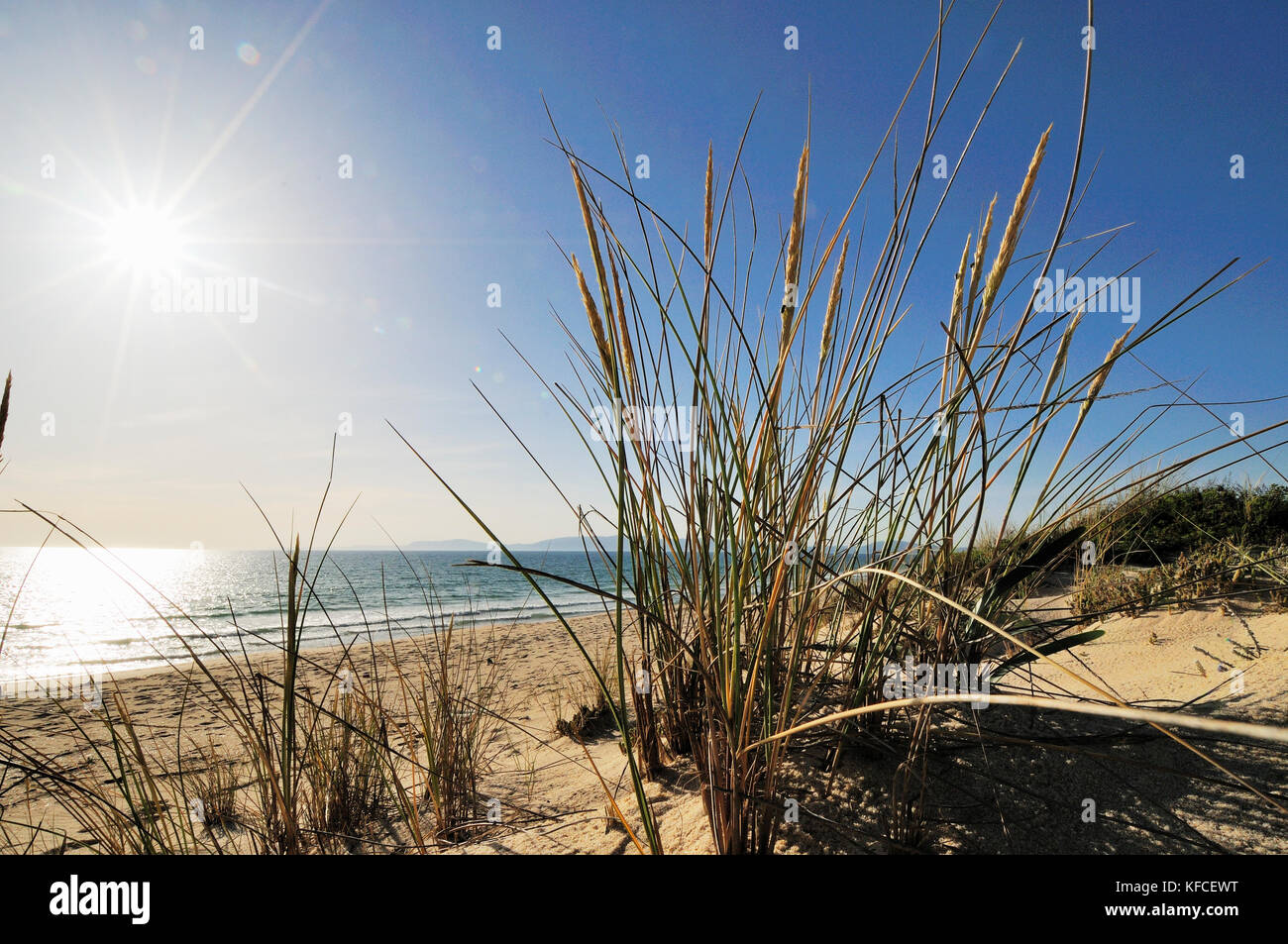 Dunas de arena en la playa de Comporta, Alentejo. Portugal Foto de stock