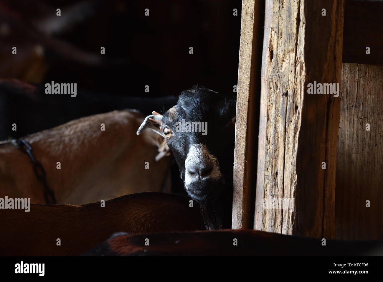 Cabra lamancha asomándose por el post en el granero en la granja que suministra leche a door county creamery en Door County comunidad de SISTER Bay, Wisconsin, Estados Unidos. Foto de stock