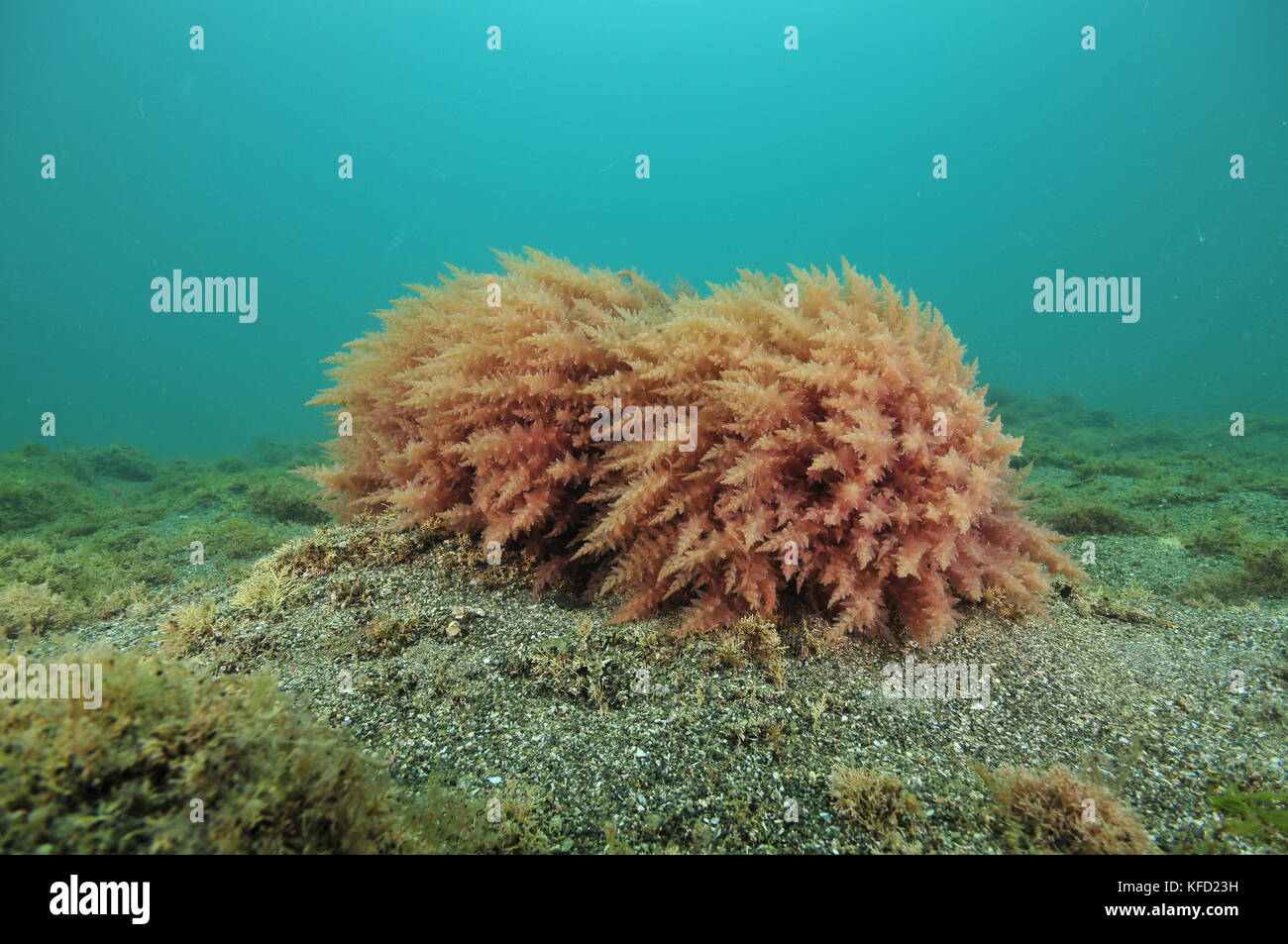 Dos mesas arbustos de alga roja sobre una roca que sobresale del plano de la arena gruesa en el fondo del océano. Foto de stock